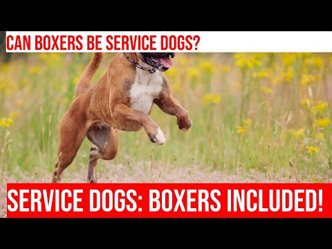 Can Boxers Be Service Dogs? Find Out Now!