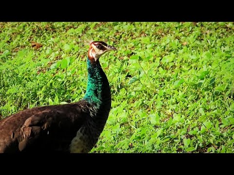 Peahen calling 🦚 female peacock sound | peahen morni ki awaz | मोर की आवाज़ #peacock #peahen #birds