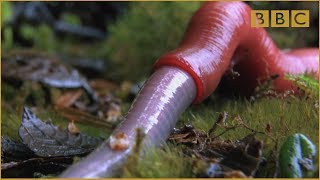 Monster leech swallows giant worm - Wonders of the Monsoon: Episode 4 - BBC