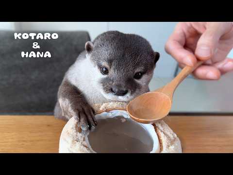 Otters Try Coconut for the First Time