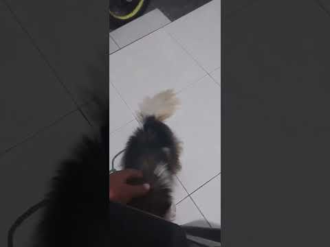 「タロちゃん」友人が送ってきてくれた 愛犬“大二郎”と“キキ”の子供の動画♪ #バリ犬