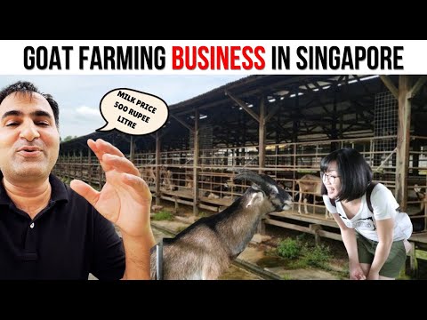 Visiting Goat Farm of Singapore |Indian in Singapore #farming #farmer #dairy