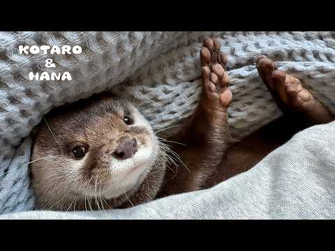 Otter Takes a Dramatic Stand to Save His Pool