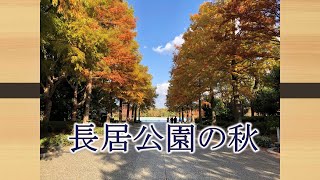 【風景　秋】長居公園植物園の秋が満喫出来た。#紅葉#桜#バラ#コスモス#住吉区