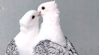 Best fancy pigeon breeds || Pigeon farm - fancy pigeon loft