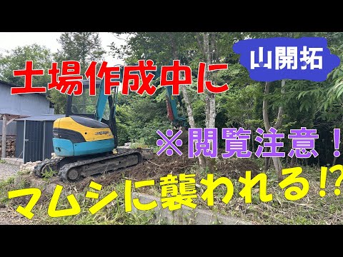 【山開拓】土場を作ってたらマムシに襲われた⁉捕獲劇！！