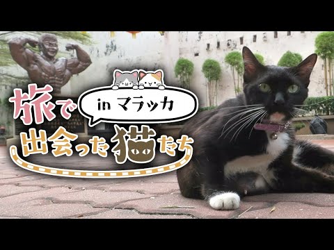 【旅で出会った猫たちinマラッカ】世界遺産の街マラッカで猫ちゃんに出会った！/マレーシア｜旅Vlog