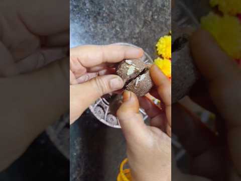 Ragi లడ్డూ #shorts #viralvideo #tastytreatsbyroja  #instant