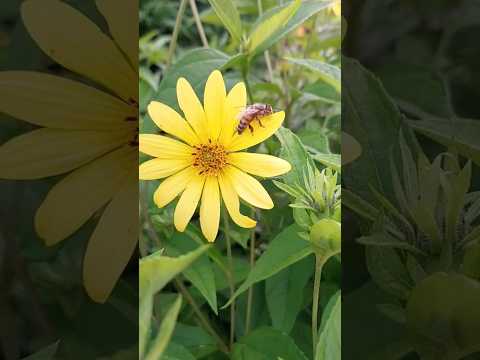 Honey Bee Funny Clips 🌻😍 | #shorts #honeybee #trending #letsgardenup #flowers