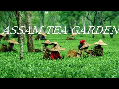 Assam tea# garden video// MT TECH M VIDEOS#