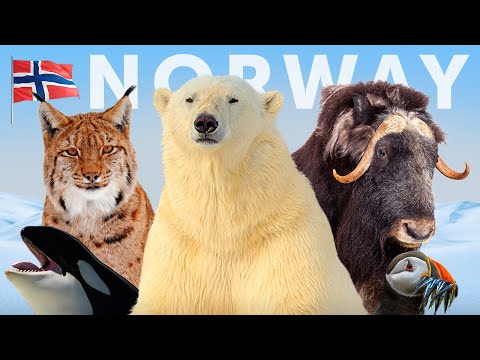 The Wildlife Enthusiast’s Guide to Norway