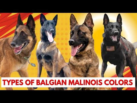 Types of Belgian malinois: The Amazing Variety of Malinois Coats