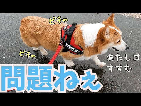 雨に降られてもよゆーをかましまくるコーギー犬