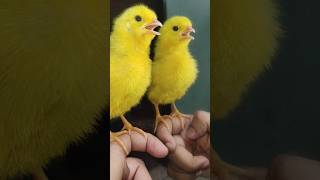 Wow cutie colour chicken video | hen  baby cutie sound | mugi ke chuze ke awaz #birds #wildlife