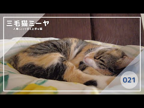 【猫好き必見！癒しの三毛猫動画】ゴロゴロ大好き三毛猫ミーヤちゃん