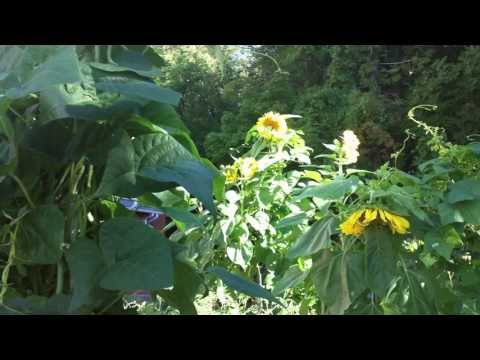 St.James Community Gardens