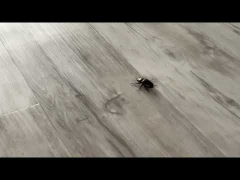 Beetle flying video