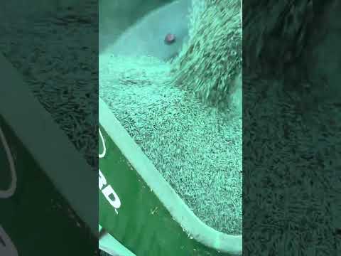 Here’s how he plant grass seed! | Easy way to plant grass seed | Jin Moore