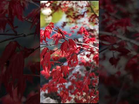 Find beauty in all that you see. #garden #nature #leaves