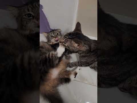 Brother VS Sister Cat Fight Bathroom Rumble 😼 #Shorts