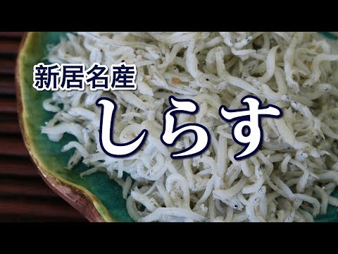 シラス漁５