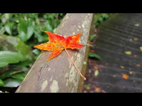 頂湖山，竹子湖上下步道 4K