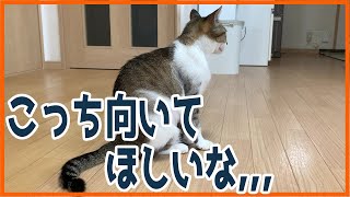 【豆知識】猫が飼い主に背中を向ける理由