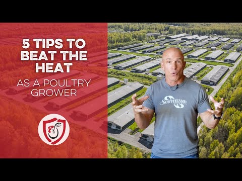 5 Tips to Beat the Heat as a Poultry Grower