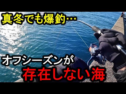 【相棒】真冬のジグサビキは大物が喰いつきまくりで最高に楽しいです。