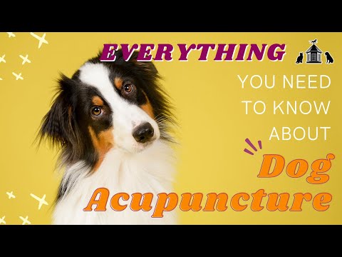 Everything You Need To Know About Dog Acupuncture