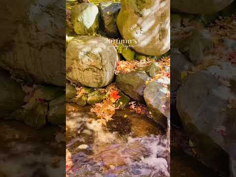 Anderson Japanese Gardens - Rockford, IL