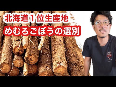 道内1位の産地【めむろごぼう】箱詰め作業！全貌とは？！