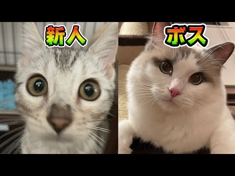 先住猫VS新人猫