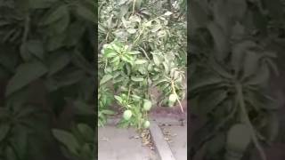 Lots of Mangoes at Rooftop #shorts #shortsvideo #youtubeshorts #mango #mangoes #mangolover