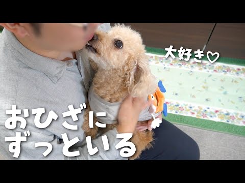 甘えん坊犬がパパの帰宅した途端こうなっちゃいました...