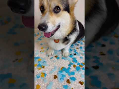 КОРГИ УЖЕ НЕ ТЕ #funnyvideo #dog #corgi #pet #cute #funny