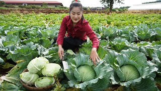 ''Cabbage season'' - Harvest cabbage and cooking - Countryside Life TV