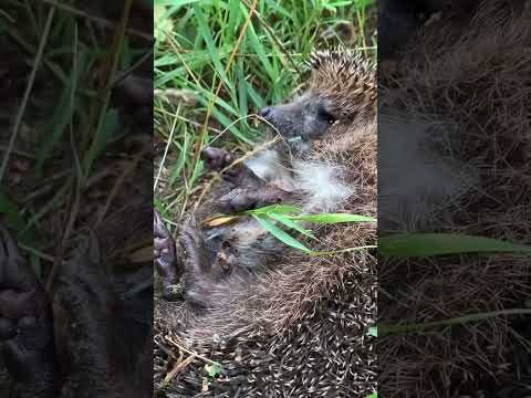 I met a sleepy hedgehog in the grass early in the morning