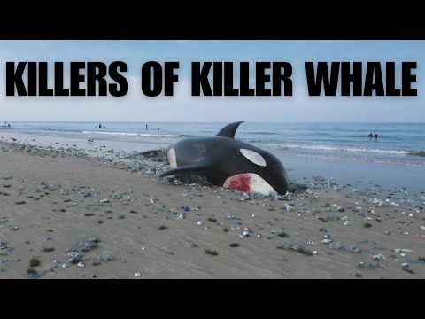 Unveiling Orca's Predators: Discover Who Preys On Killer Whales!