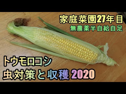 【トウモロコシの無農薬栽培と虫対策 2020】家庭菜園27年目  半自給自足