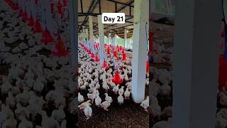 #vaccinationday #trending #chicken #poultrydays #chickenfarm #chickenfarm #poultry #40daychallenge