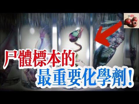 【億點科普】福馬林：浸泡屍體的重要的化學劑！萬物有它皆可做標本！【有億思】#科普 #探索 #科學