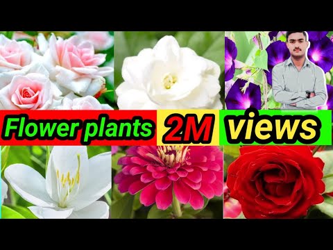 Top 40 Flower plants in India Bast summer flower plants in India Bast flower plants for Clean Air