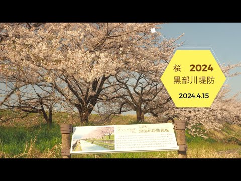 2024.4.15  2024桜　黒部川堤防