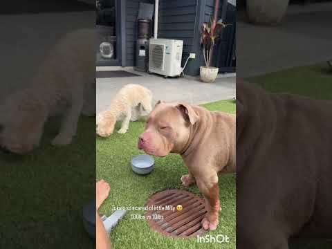 Dog scared of little cousin