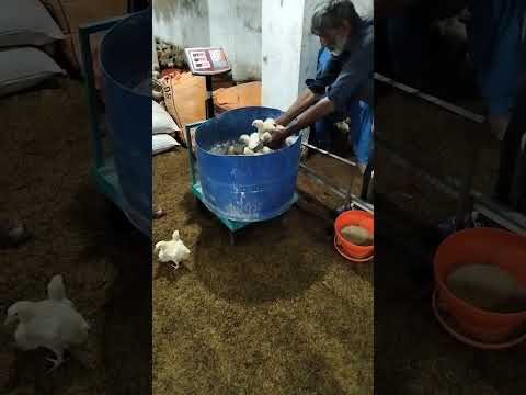 poultry farm weighing chicken, #poultryfarm #poultry #shorts #chicken #chicksbrooding #viralshort