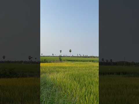 Village Marriage Vibes ✨#shortvideo #shorts #viralvideo #guntur #village #tanuku #vijayawada #nature