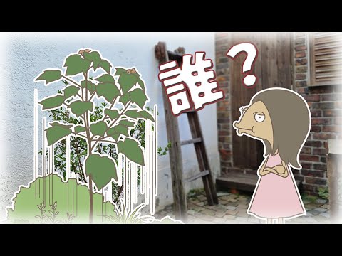 勝手に生えてくる木の正体と対策【たのしく学ぶ🔰】