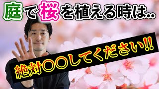 【どうしても庭でお花見したい方に】絶対にしてはいけないこと～桜の花に似たおすすめの植木まで