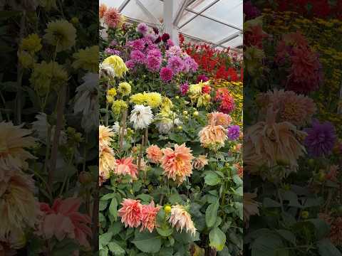 Flower Show Ooty #ootytravel #botanicalgarden #flowershow2024 #flowergarden #ooty